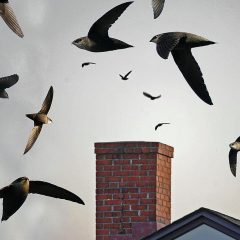 Watch these daredevil birds dive into chimneys en masse