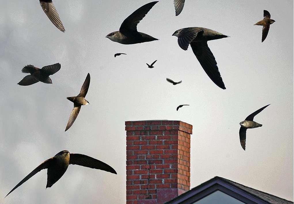 Watch these daredevil birds dive into chimneys en masse
